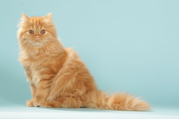 chat british shorthair intrigué