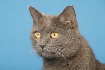 chat des chartreux bluffé