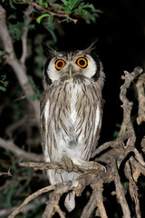 A white-faced owl (Outs leucotis), Kalahari desert, South Africa