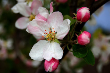 Fototapeta na wymiar Kwiat jabłoni w kolorze różowym z trzech zarodku