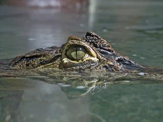 Crédence de cuisine en verre imprimé Crocodile crocodile eye