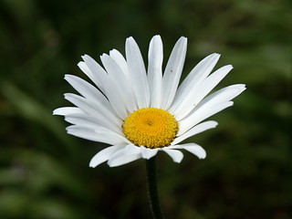 Fototapeta premium blooming marguerite (Leucanthemum vulgare)