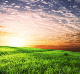 Fototapeta na wymiar Green field on sunrise