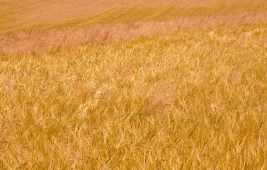 Fototapeta premium golden ripe wheat right before harvest
