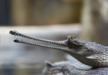 Indial gavial - endangered species