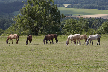 Naklejka na ściany i meble herd of horses on the pasture