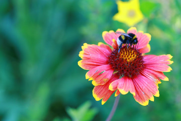The big bumblebee pollinates a beautiful flower