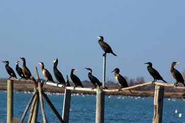 Le chant des cormorans