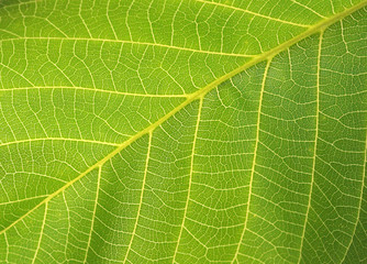 green leaf. macro