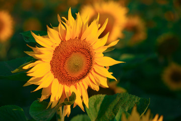 Background from a field of bright yellow sunflowers