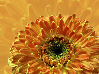 Gerbera H