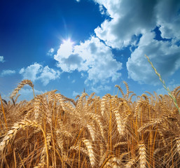Wheat with cloudy summer sky