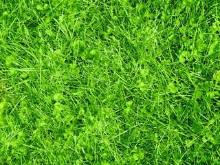 Grass