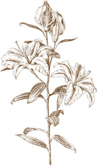 vector lily. Trace of freehand drawing