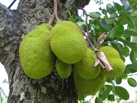 jackfruit tree ou jacquier