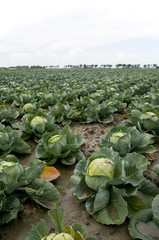 many cabbages in the fields