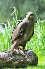Steppe eagle in nature