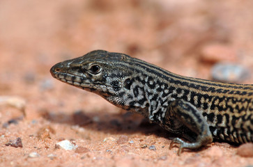 aspidoscelis