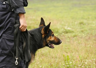 Policeman´s  champion dog in action