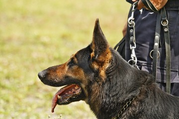 Policeman´s  champion dog in action