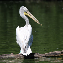 pelican carré