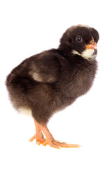 Black little chicken a over white background