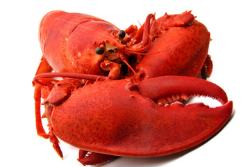 nice red lobster isolated on white