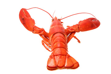 nice red lobster isolated on white