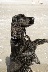 black Cocker Spaniel dog sitting up to beg
