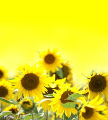 Obraz premium sunflowers