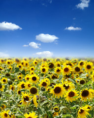 Sonnenblumenfeld,Landwirtschaft