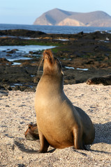 Fototapeta premium Female Sea Lion