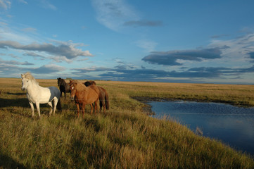 Horses on a seaside pasture