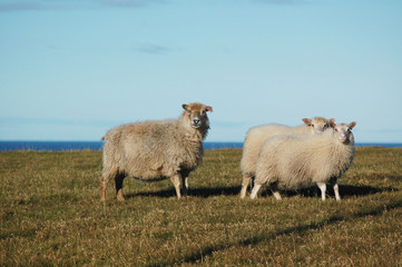 Three sheep on a seaside pasture