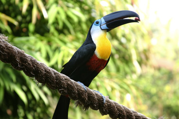 A toucan with a snack, Graeme-Hall Nature Sanctuary, Barbados.