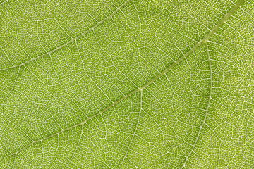 Green leaf vein macro, crisp and pure