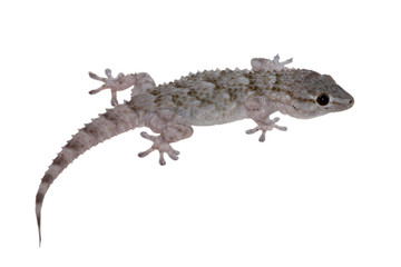 Geco Tarentola mauritanica