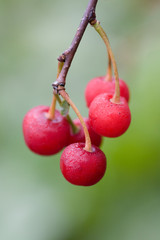 Cherry branch close up after a rain
