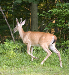 whitetail buck in velvet running into a forest