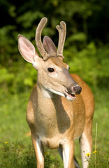 whitetail buck in velvet antlers with its mouth open