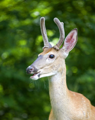 whitetailed deer in velvet that seems to pose