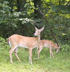 doe and a fawn whitetail near a forest edge