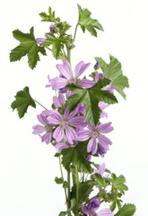 mallow herb with lila flowers