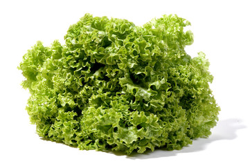 Frisée-Salat