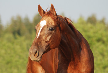 Chestnut horse