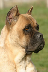 Portait d'un molosse cr&egrave;me