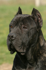 portait d'un molosse noir