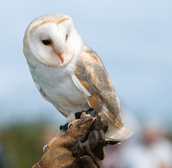 Barn Owl perched on handlers glove