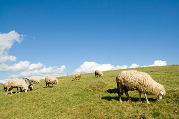 Sheep herd on mountain plateau pasture