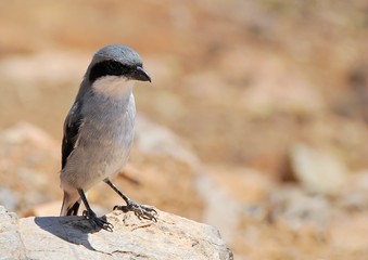 Oiseau en liberté - montagnes de Fuerteventura